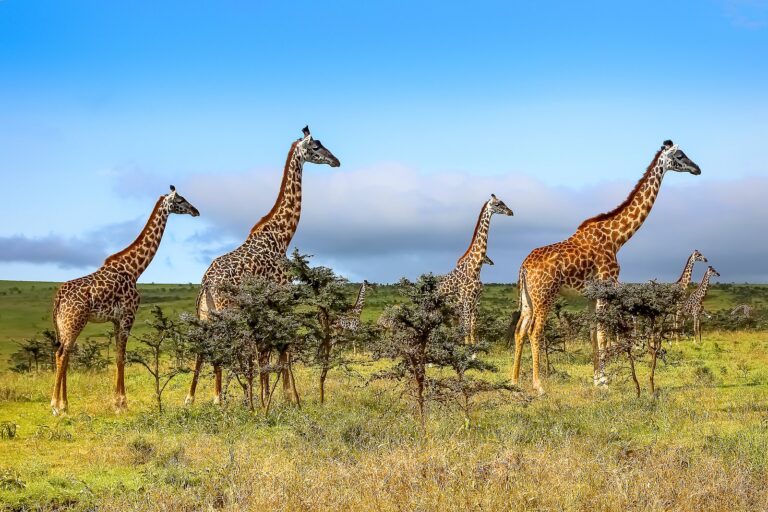 Kenya