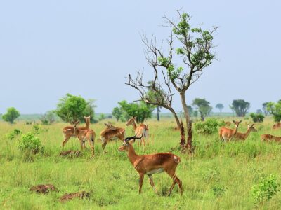 Antelopes Reedbuck, Uganda, Africa