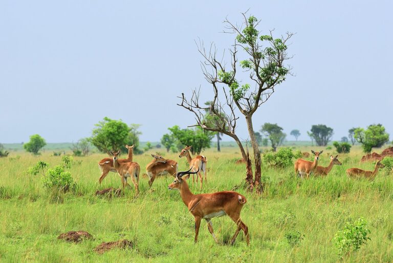 Uganda